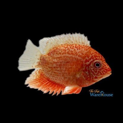 Super Red Severum (Heros efasciatus)