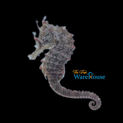 Erectus Seahorse - Wild (Hippocampus erectus)