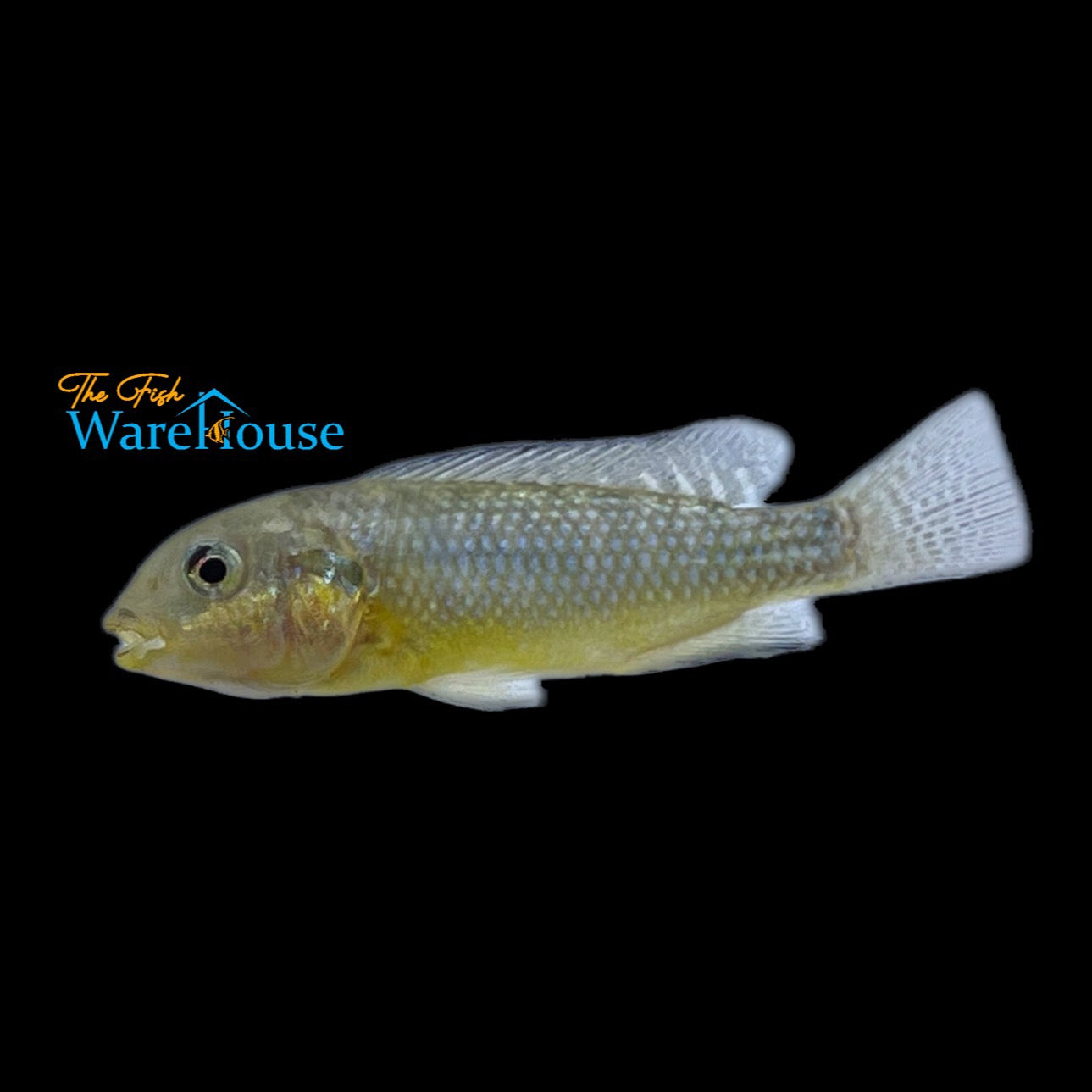 Soda Cichlid (Alcolapia alcalica)