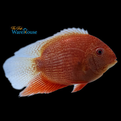 Super Red Severum (Heros efasciatus)