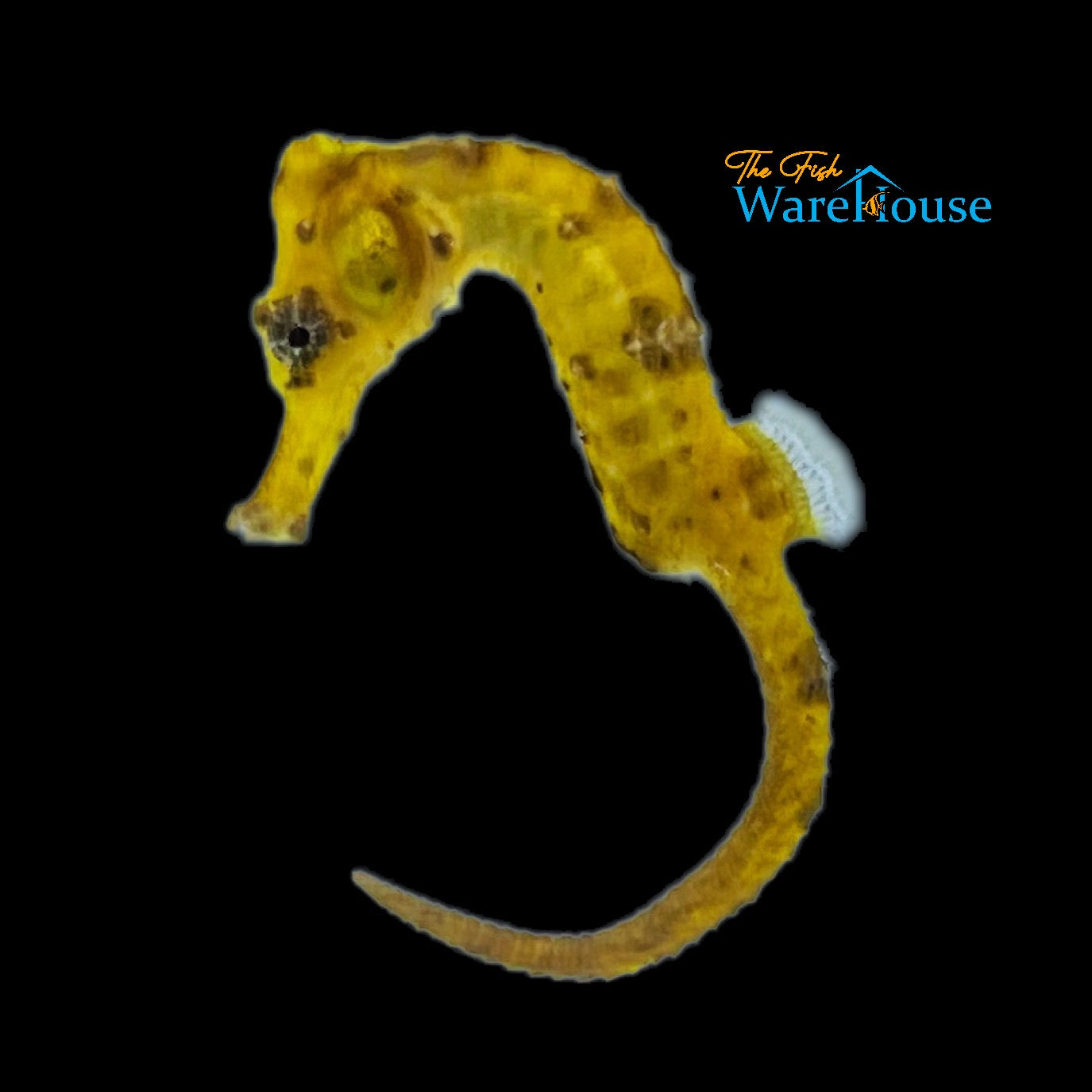 Yellow Longsnout 'Reidi' Seahorse (Hippocampus reidi)