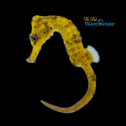 Yellow Longsnout 'Reidi' Seahorse (Hippocampus reidi)