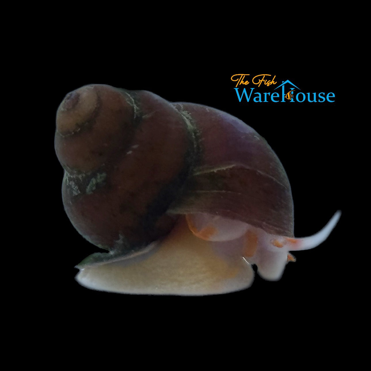 Albino Orange Spotted Papua 'Blueberry' Snail (Filopaludina sp. orange spot)