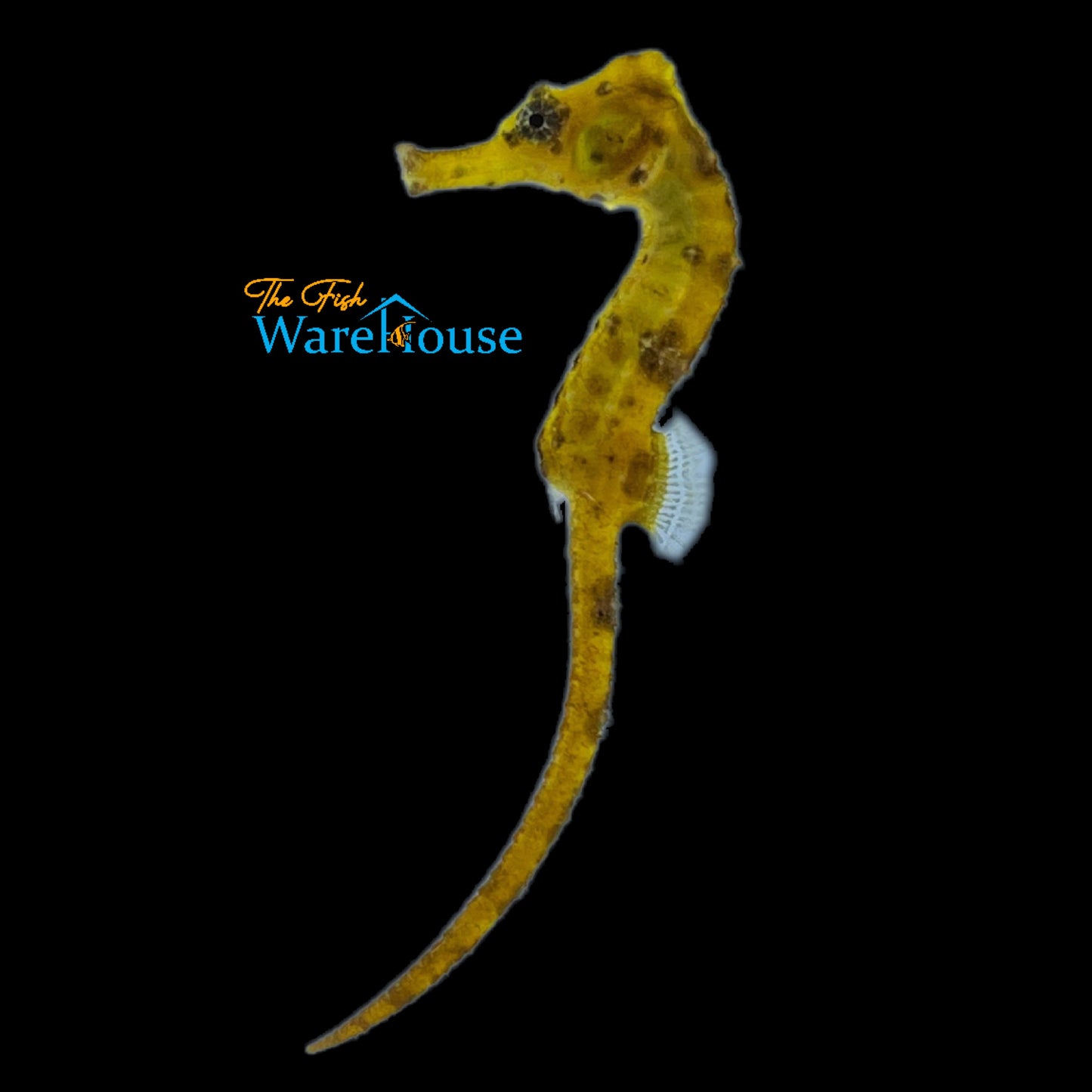 Yellow Longsnout 'Reidi' Seahorse (Hippocampus reidi)