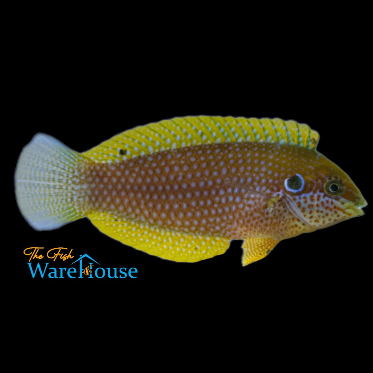 Kuiter's Leopard Wrasse (Macropharyngodon kuiteri)