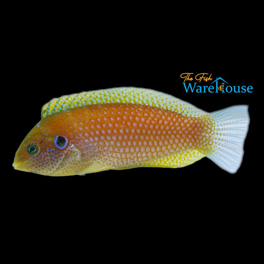 Kuiter's Leopard Wrasse (Macropharyngodon kuiteri)