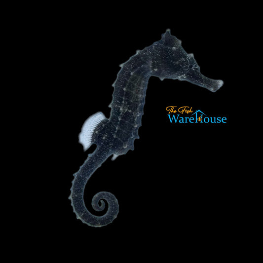 Erectus Seahorse - Captive Bred (Hippocampus erectus)