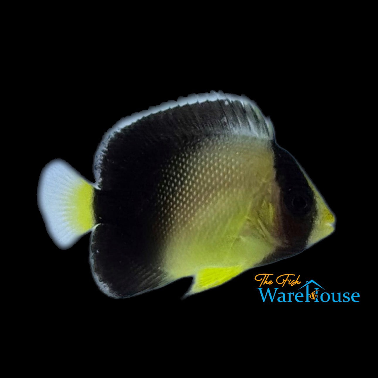 Yellowtail Cream Angelfish - Captive Bred (Apolemichthys xanthurus)