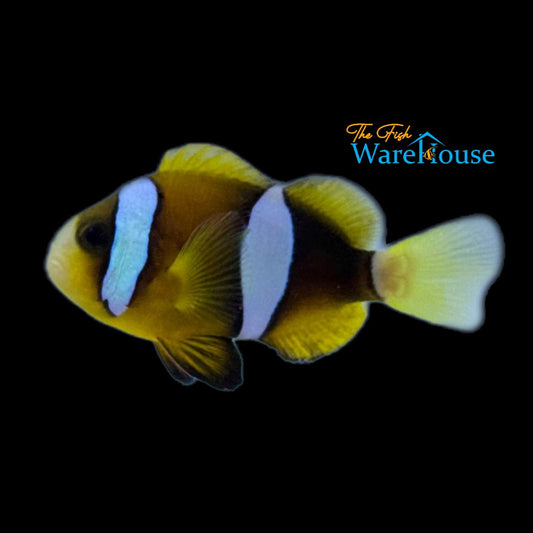 Half-Black Clarkii Clownfish - Captive Bred (Amphiprion milii)