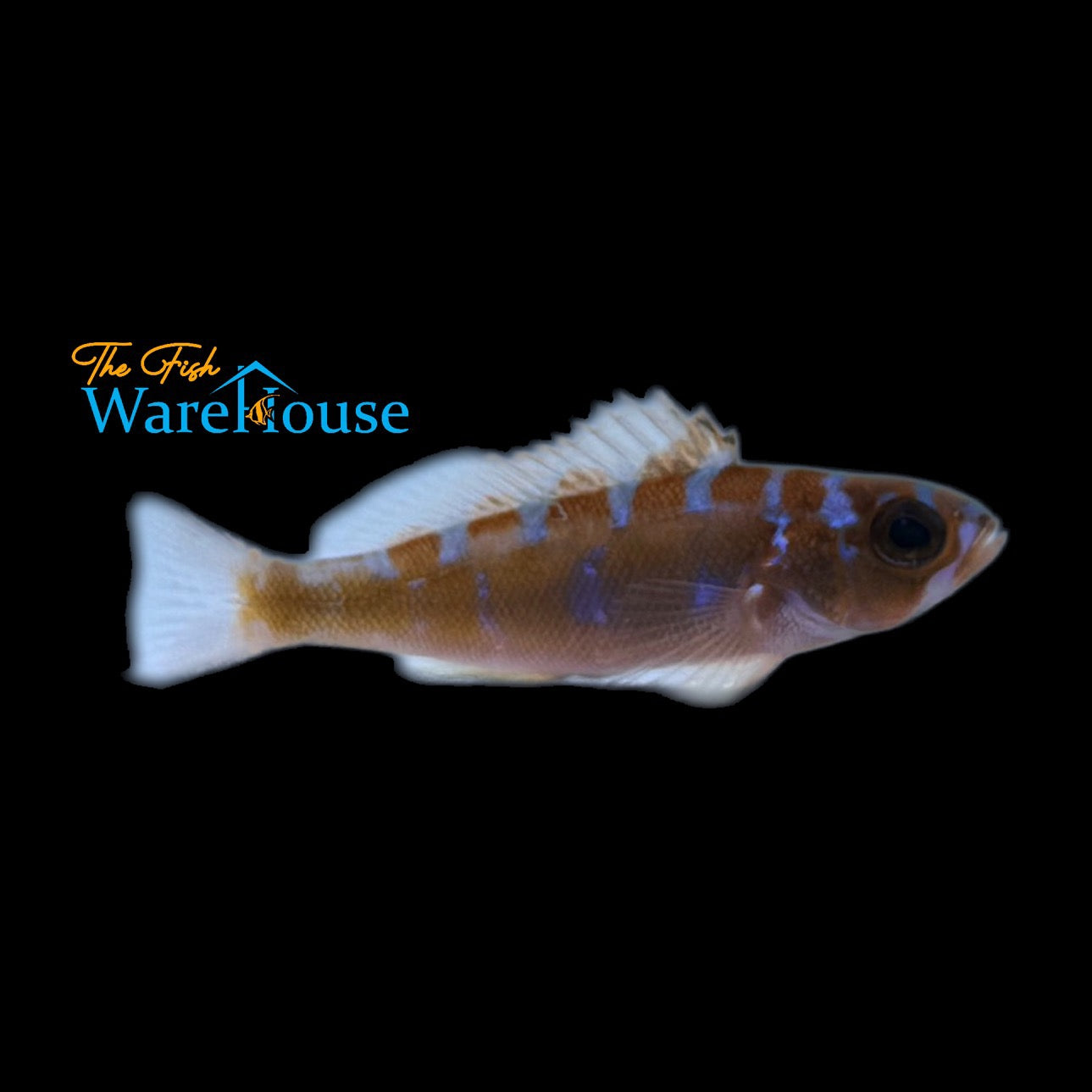 Chalk Basslet - Captive Bred (Serranus tortugarum)