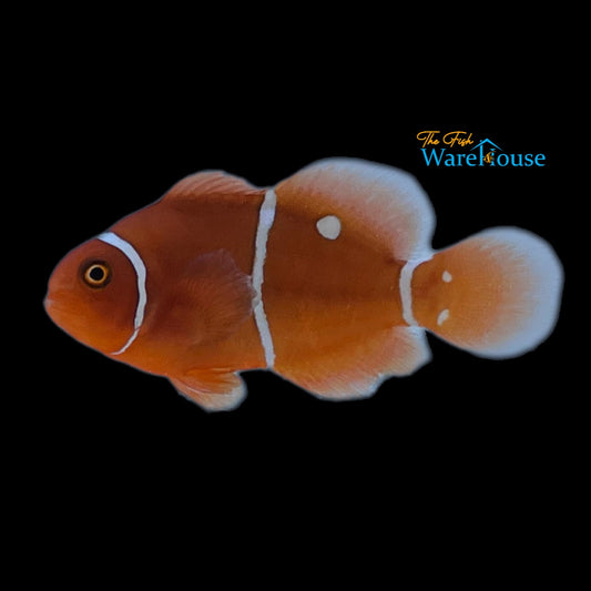 Gold Dot Maroon Clownfish (Premnas biaculeatus)