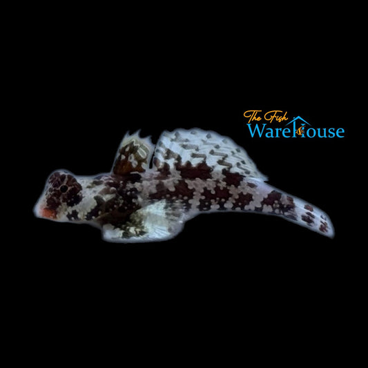 Red Scooter Blenny - Captive Bred (Synchiropus stellatus)