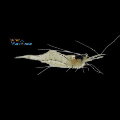 Ghost Shrimp (Palaemonetes paludosus)