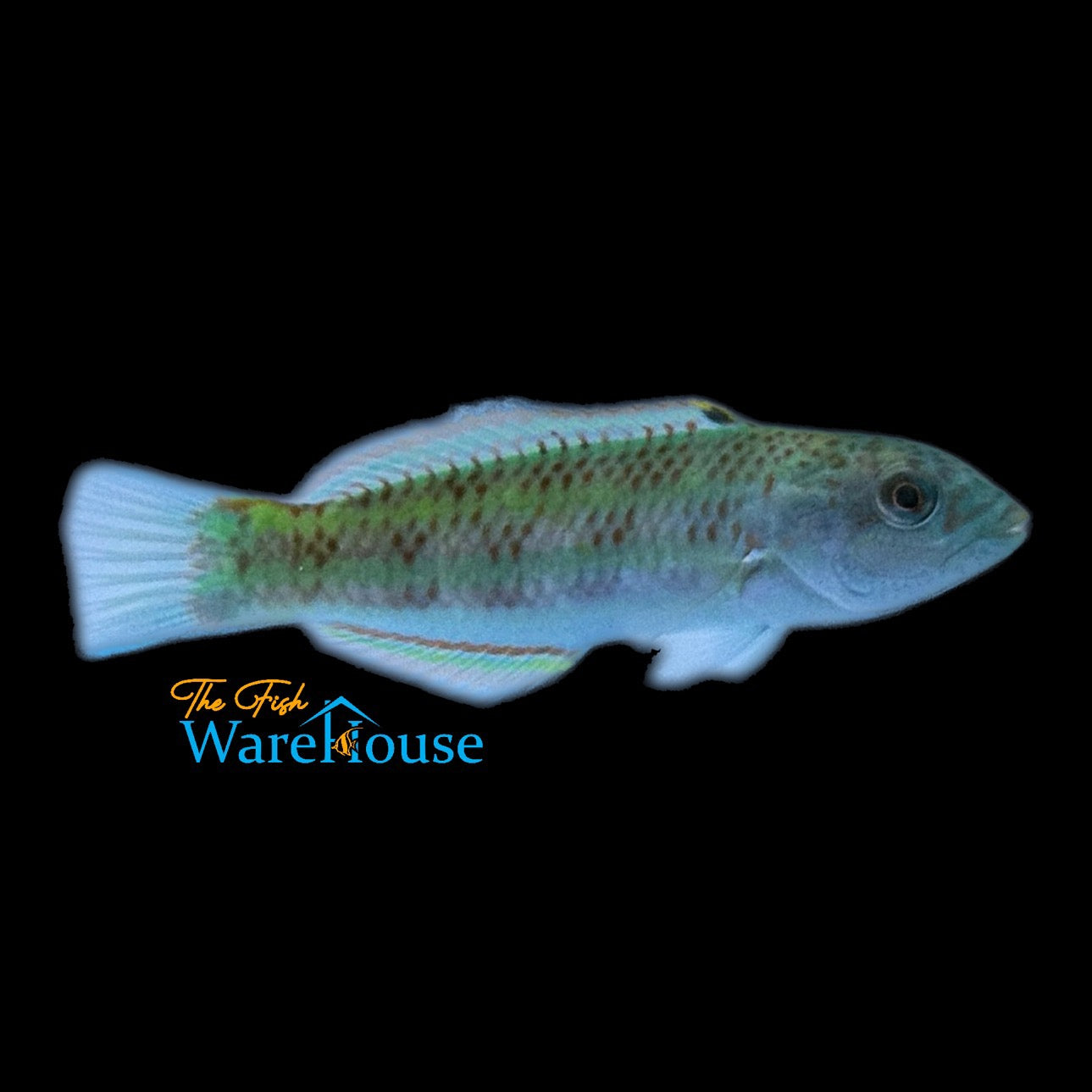 Surge Wrasse (Thalassoma purpureum)