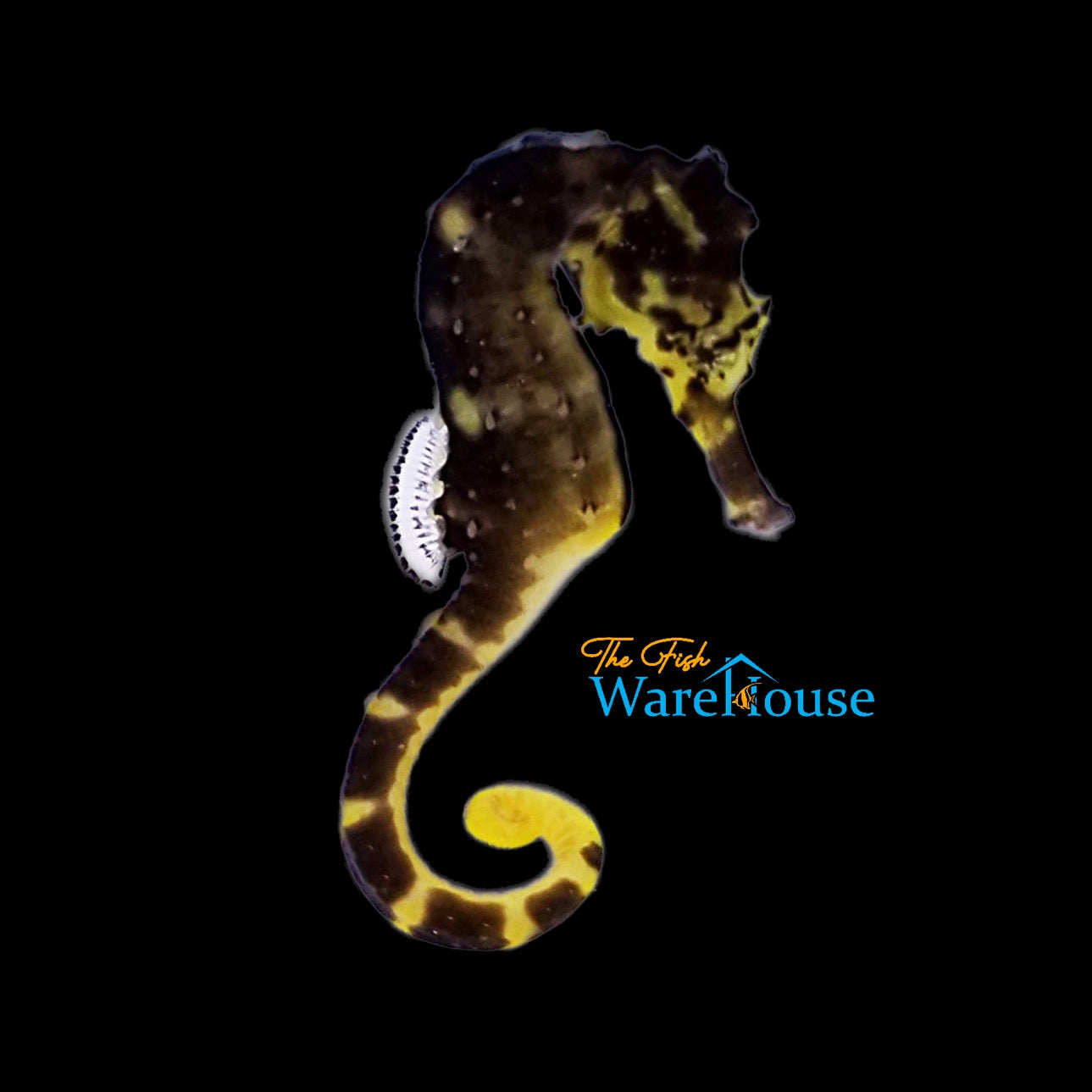 Tiger Tail Seahorse (Hippocampus comes)