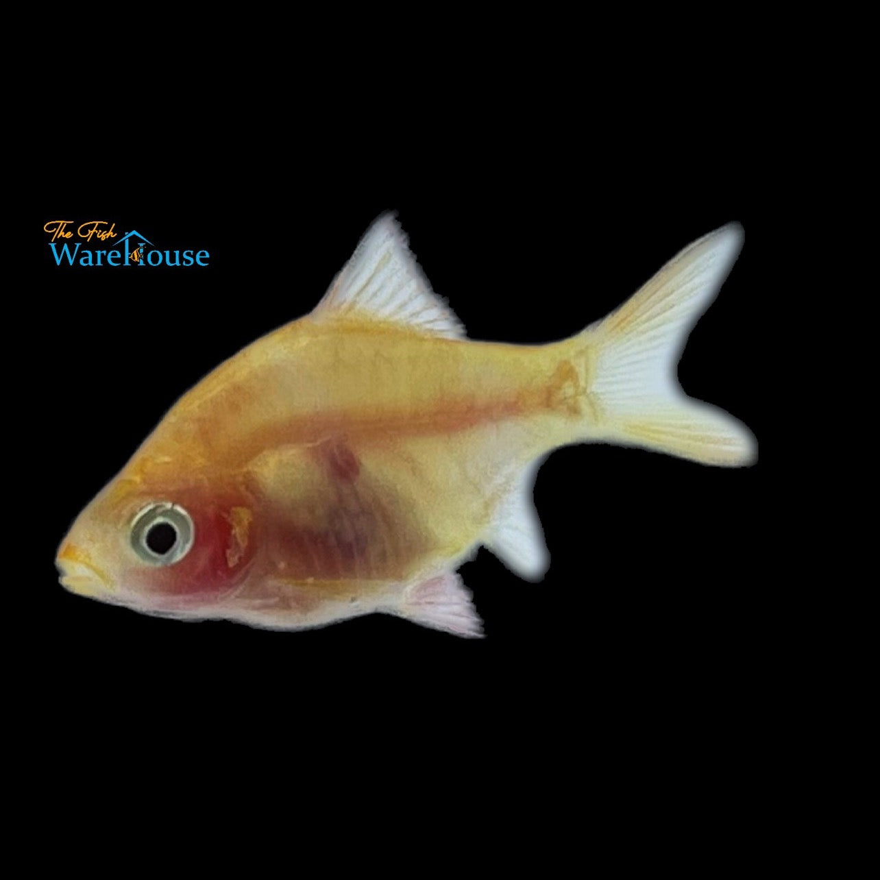 Ghost Tiger Barb (Puntigrus tetrazona 'Ghost')