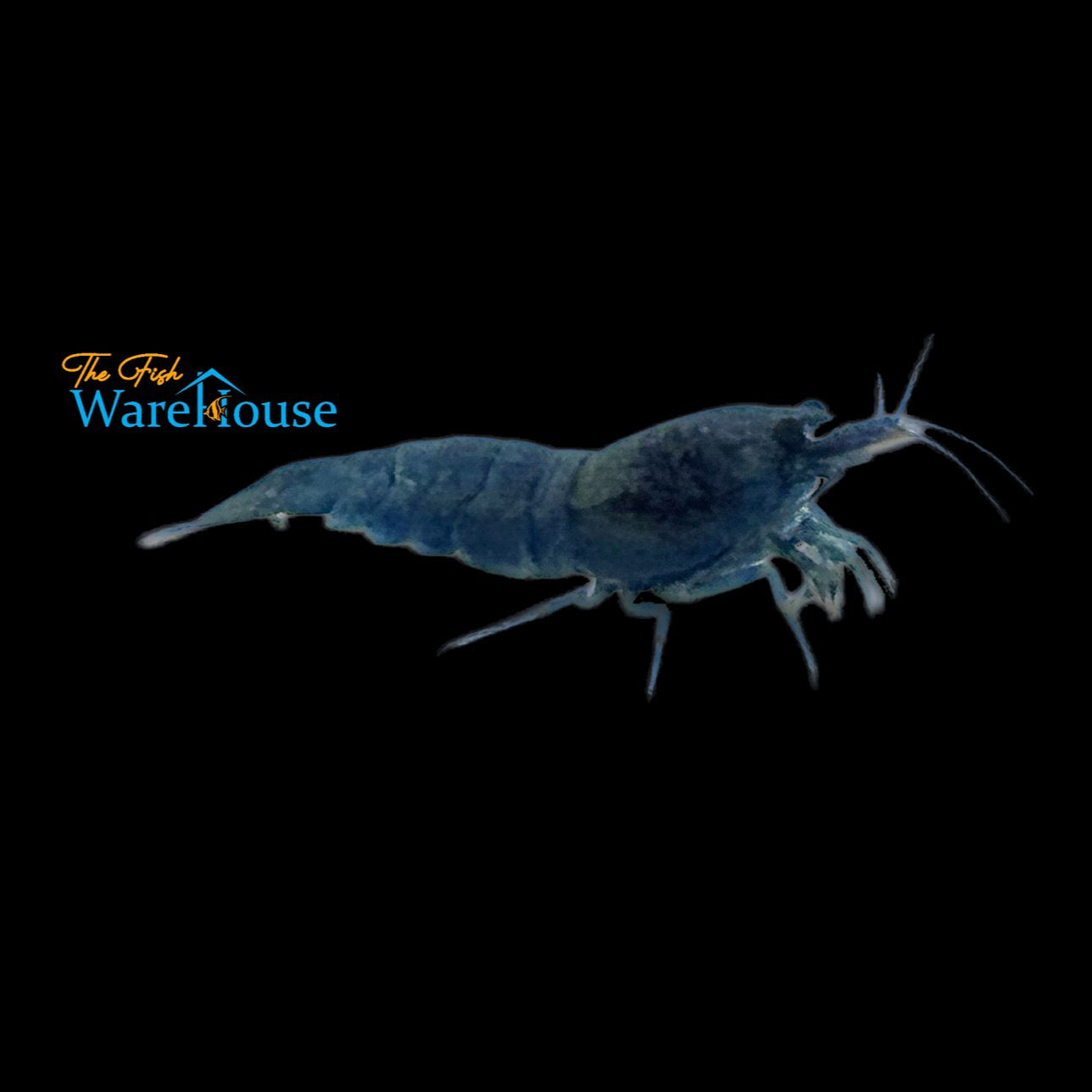 Extreme Blue Bolt Shrimp (Caridina cantonensis)