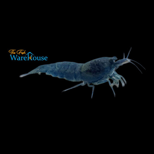 Extreme Blue Bolt Shrimp (Caridina cantonensis)