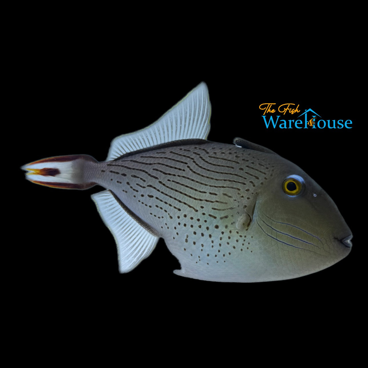 Line Spot Trigger (Xanthichthys lineopunctatus)