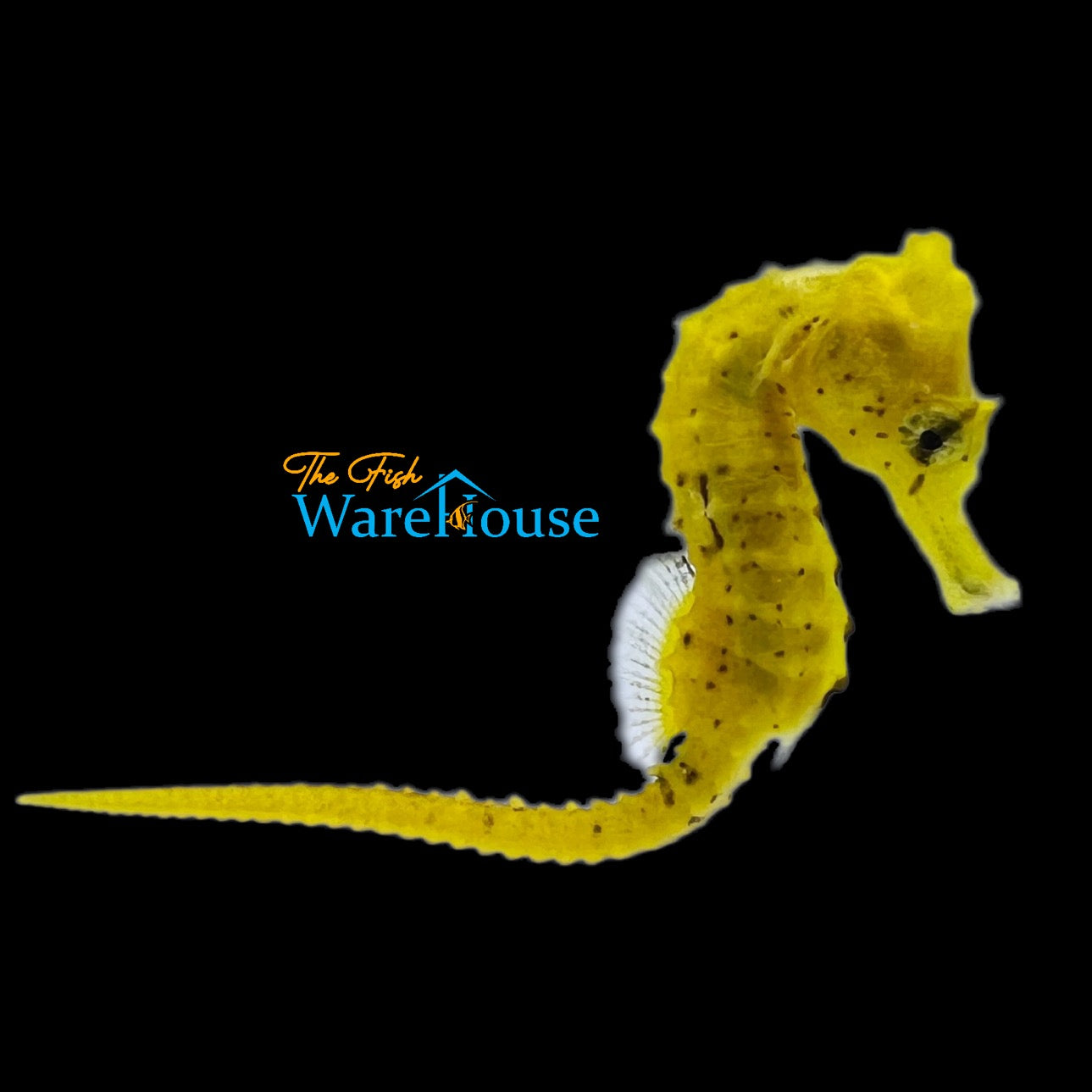 Yellow Brazilian Longsnout Seahorse - Captive Bred (Hippocampus reidi)