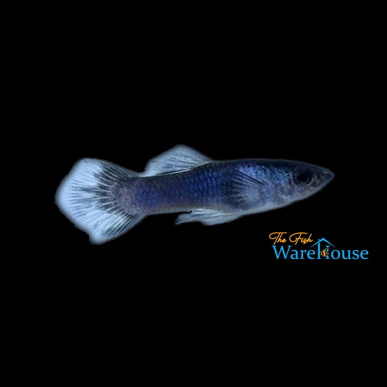 Blue Panda Guppy (Poecilia reticulata)