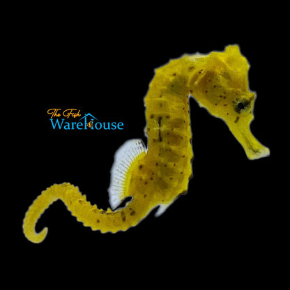 Yellow Brazilian Longsnout Seahorse - Captive Bred (Hippocampus reidi)