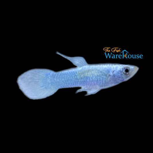 White Moscow Guppy (Poecilia reticulata)