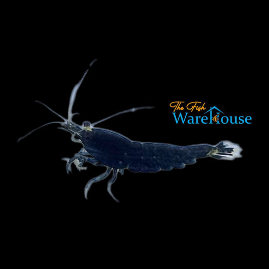 Extreme Black King Kong Shrimp (Caridina cantonensis)