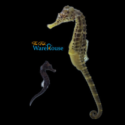 Potbelly Seahorse (Hippocampus abdominalis)