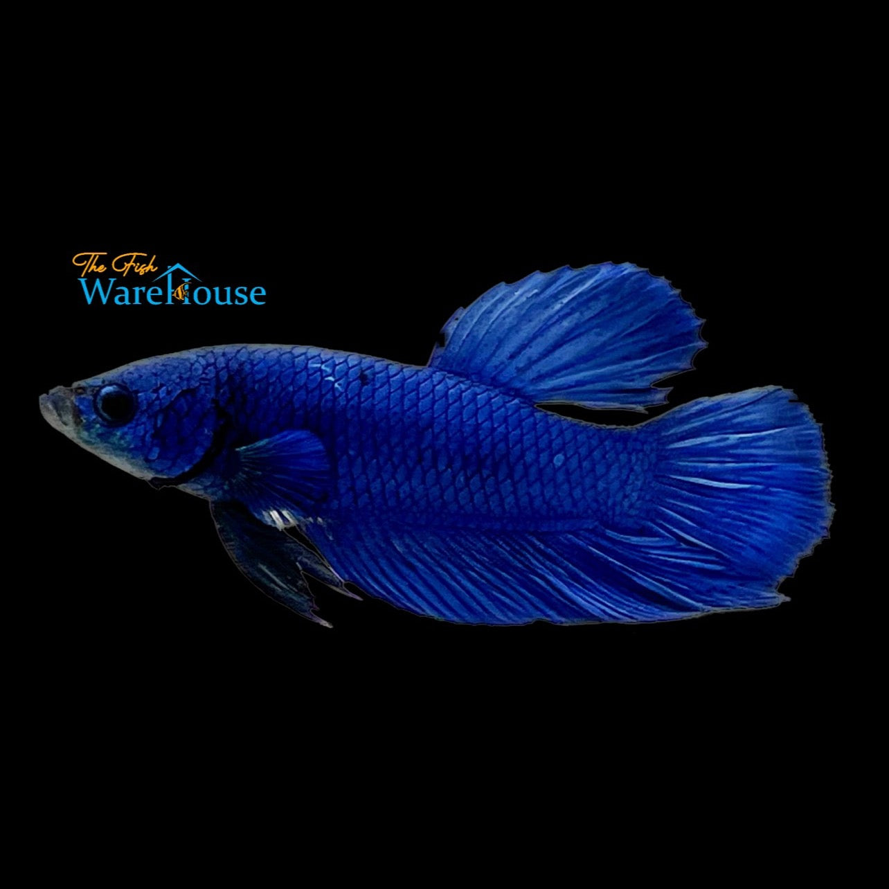 Giant Bagan Betta - Male (Betta splendens)