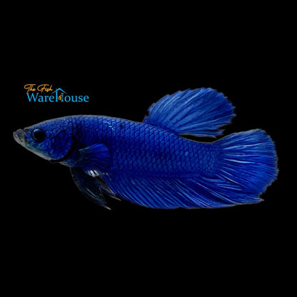 Giant Bagan Betta - Male (Betta splendens)