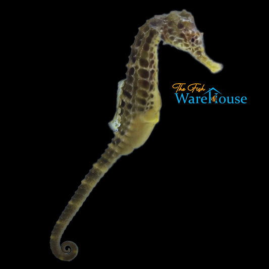 Potbelly Seahorse (Hippocampus abdominalis)