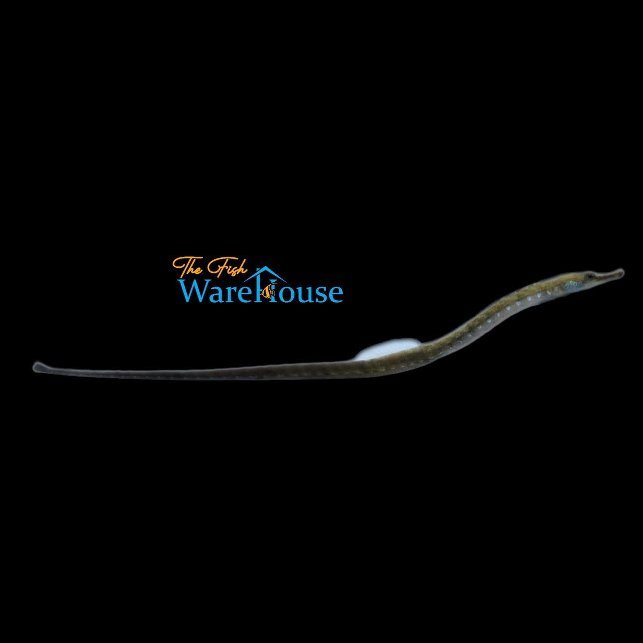 West African Freshwater Pipefish (Enneacampus ansorgii)