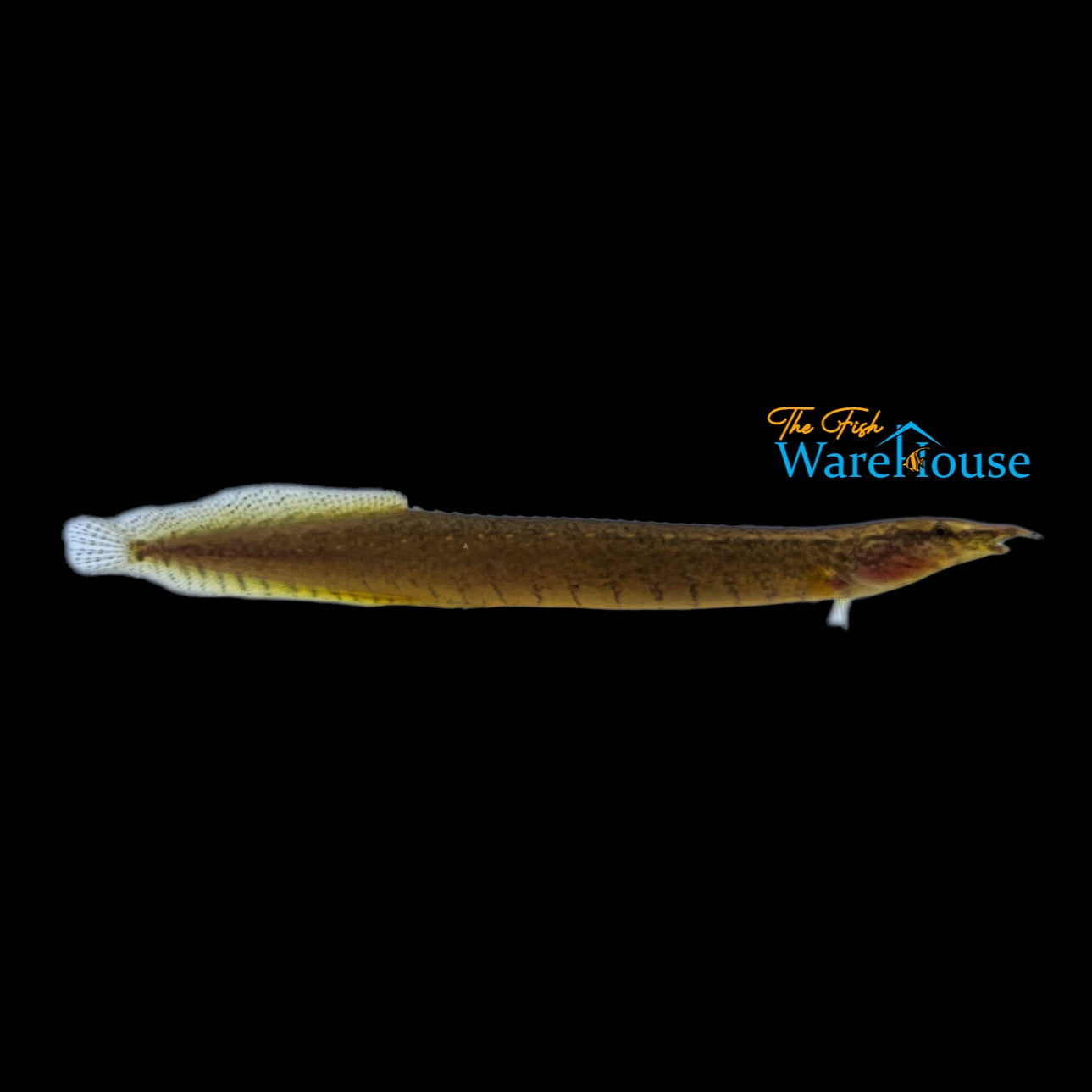 Buff Backed Spiny Eel (Macrognathus maculatus)