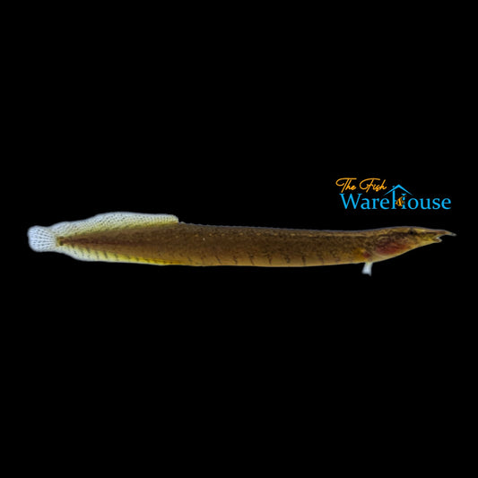 Buff Backed Spiny Eel (Macrognathus maculatus)