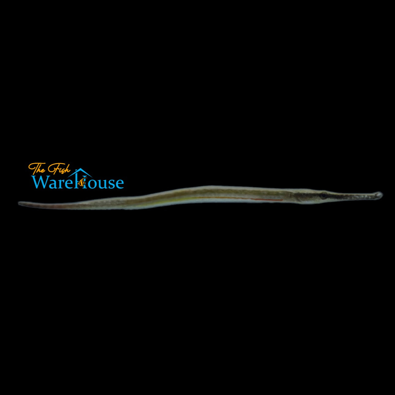 Red Line Freshwater Pipefish (Microphis brachyurus)