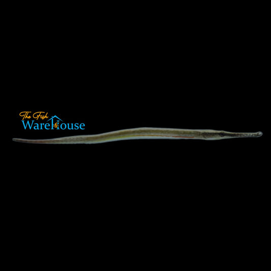 Red Line Freshwater Pipefish (Microphis brachyurus)