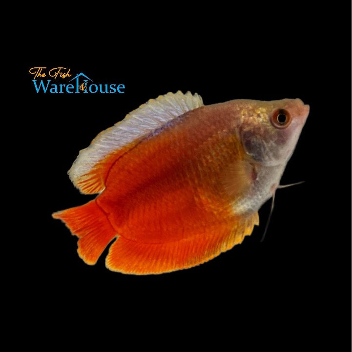 Flame Dwarf Gourami (Trichogaster lalius)