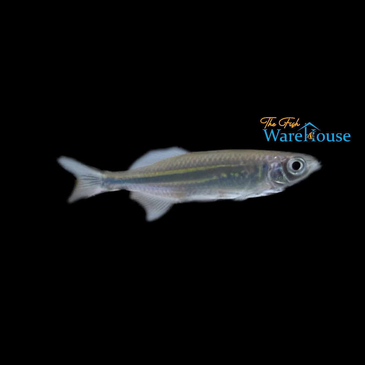 Giant Danio (Danio aequipinnatus)