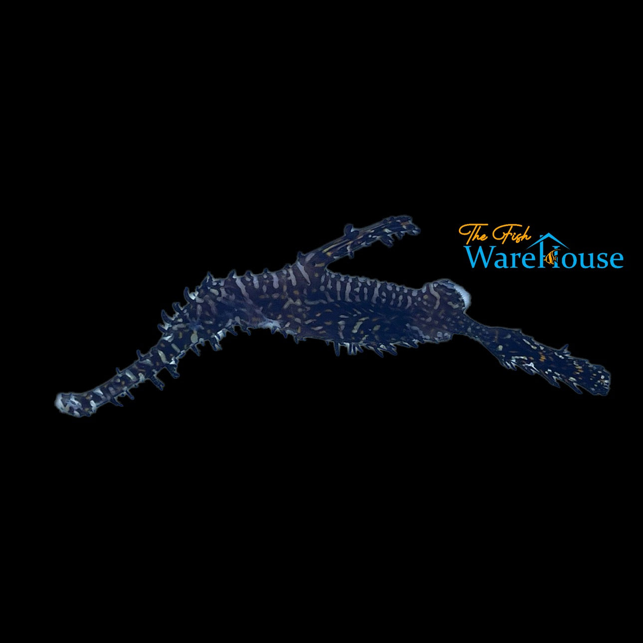 Harlequin Ghost Pipefish (Solenostomus paradoxus)