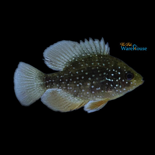 Bluespotted Sunfish (Enneacanthus gloriosus)