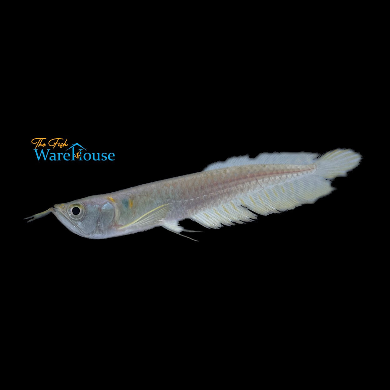 Silver Arowana (Osteoglossum bicirrhosum)