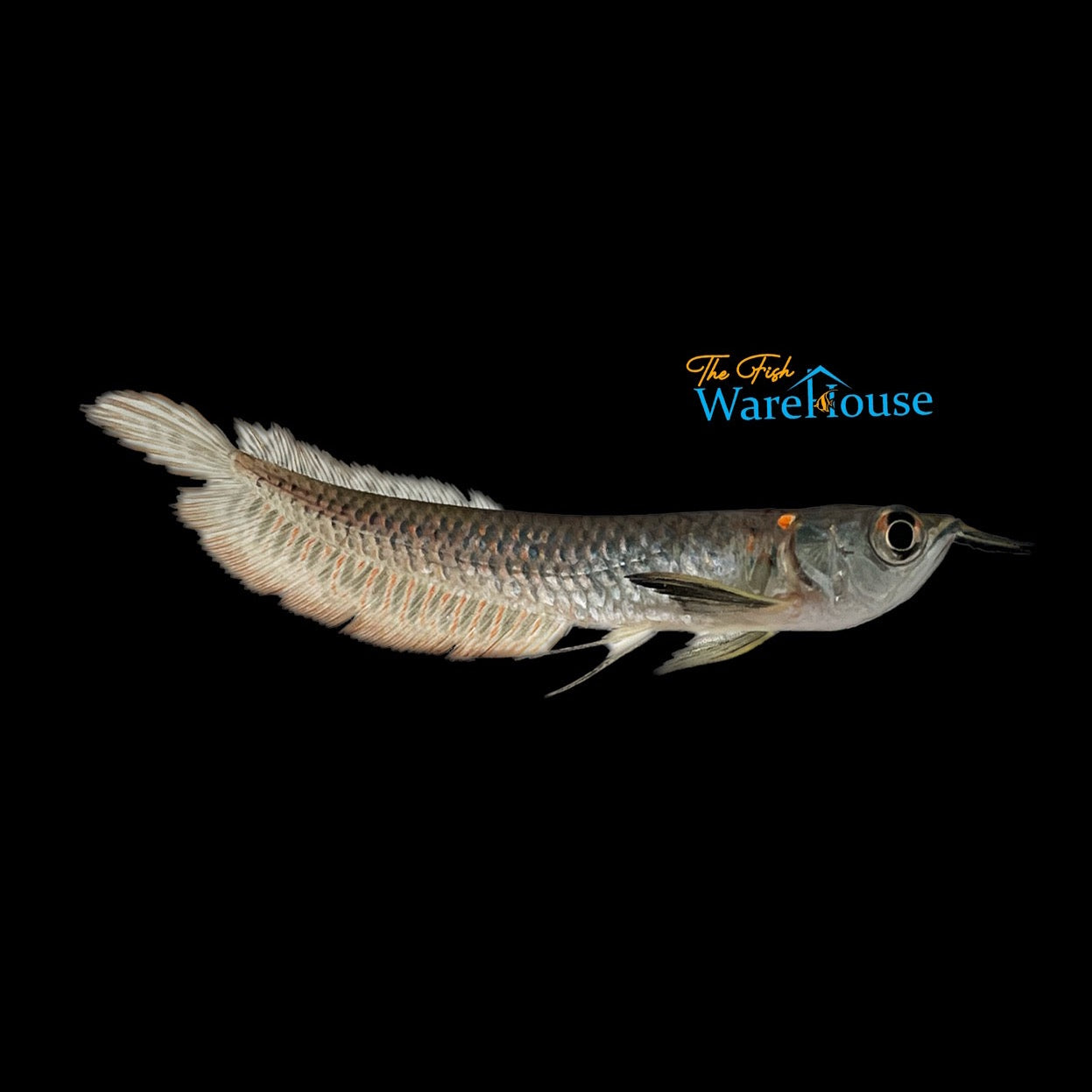 Silver Arowana (Osteoglossum bicirrhosum)