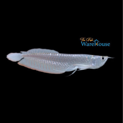 Silver Arowana (Osteoglossum bicirrhosum)