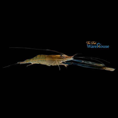 Giant Freshwater Prawn (Macrobrachium rosenbergii)