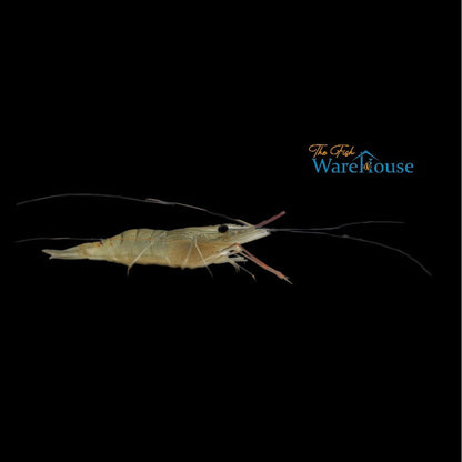 Giant Freshwater Prawn (Macrobrachium rosenbergii)