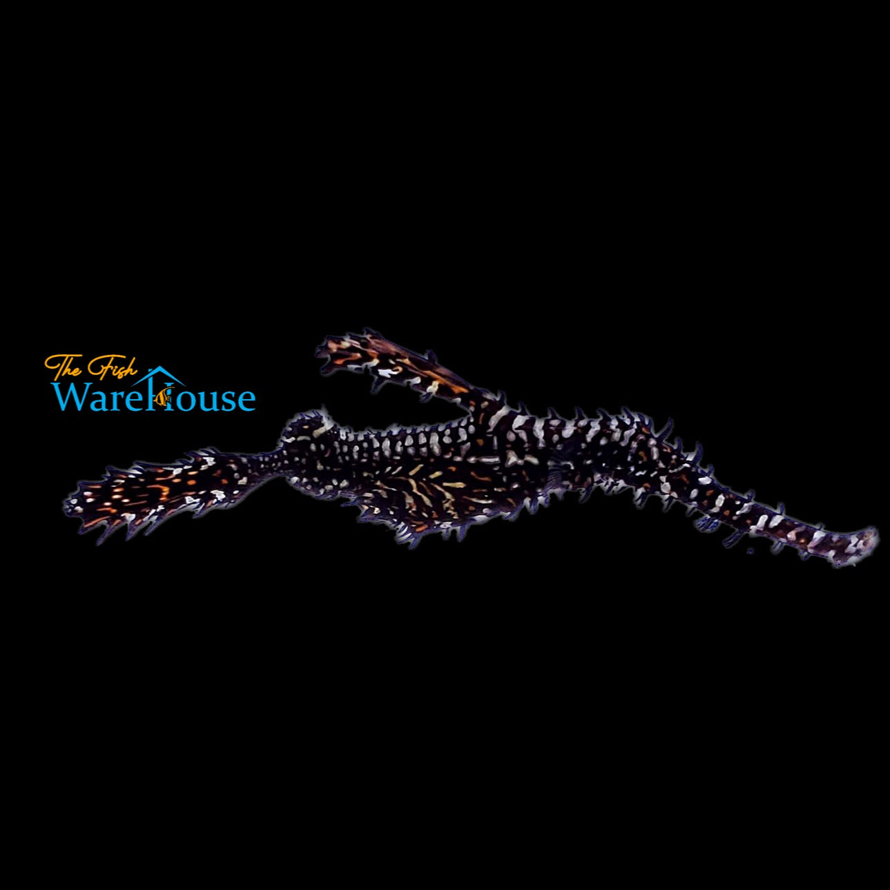 Harlequin Ghost Pipefish (Solenostomus paradoxus)