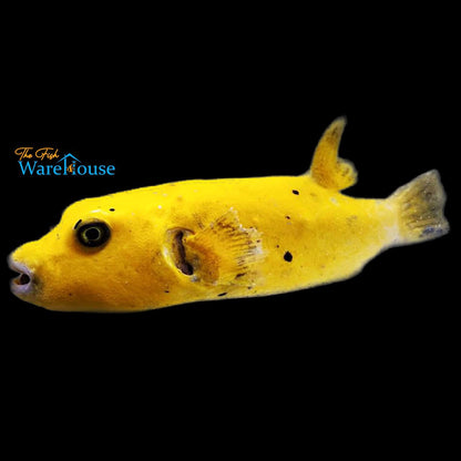 Golden Puffer (Arothron meleagris)