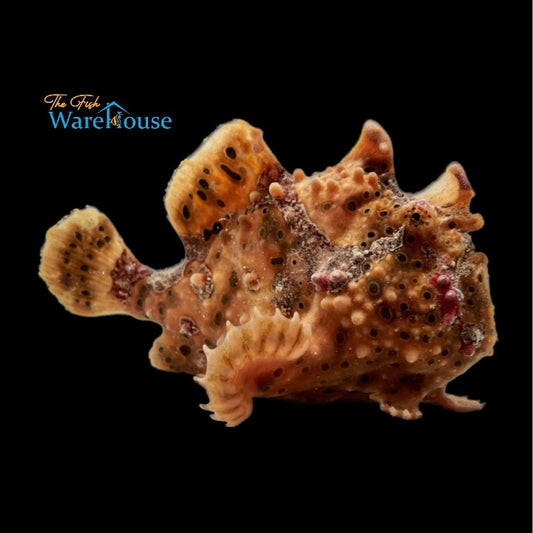 Giant Frogfish (Antennarius commersoni)