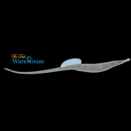 Whitenose Pipefish (Cosmocampus albirostris)